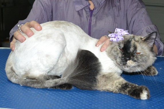 Molly is a Ragdoll X Himalayan. She had her fur shaved down, nails clipped ears cleaned.