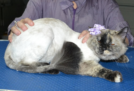 Molly is a Ragdoll X Himalayan. She had her fur shaved down, nails clipped ears cleaned.