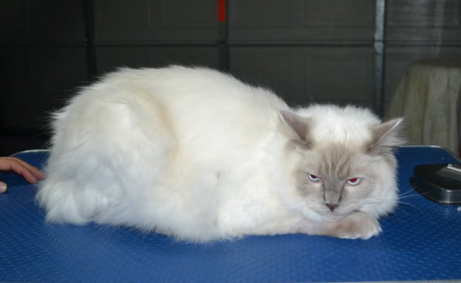 Simba is a Ragdoll. He had his matted fur shaved down, nails clipped, ears cleaned.