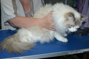 Figaro is a Ragdoll. He had his matted fur shaved down, nails clipped ears cleaned and a wash n blowdry.