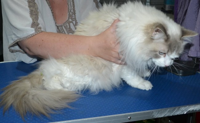 Figaro is a Ragdoll. He had his matted fur shaved down, nails clipped ears cleaned and a wash n blowdry.