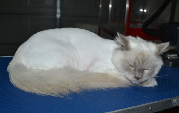 Simba is a Ragdoll. He had his matted fur shaved down, nails clipped, ears cleaned.