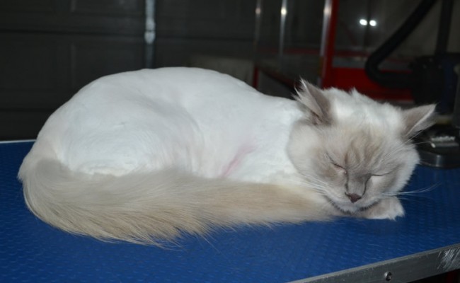 Simba is a Ragdoll. He had his matted fur shaved down, nails clipped, ears cleaned.