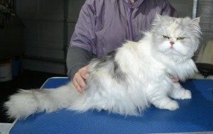 China is a Persian. She had her matted fur shaved down, nails clipped, ears cleaned and a wash n blow-dry .