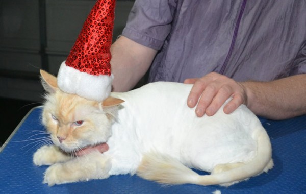 Gingee is a Ragdoll. He had his matted fur shaved down, nails clipped and ears clean.