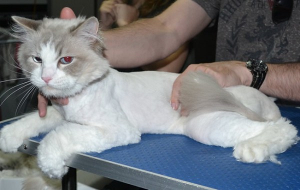 Figaro is a Ragdoll. He had his matted fur shaved down, nails clipped ears cleaned and a wash n blowdry.