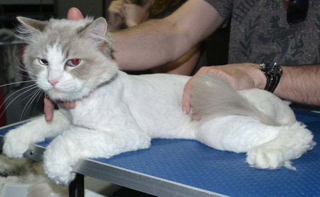 Figaro is a Ragdoll. He had his matted fur shaved down, nails clipped ears cleaned and a wash n blowdry.