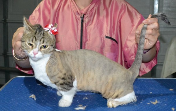 Mini is a short hair Munchkin. She had her fur shaved down short, nails clipped and ears cleaned and a wash n blow dry.