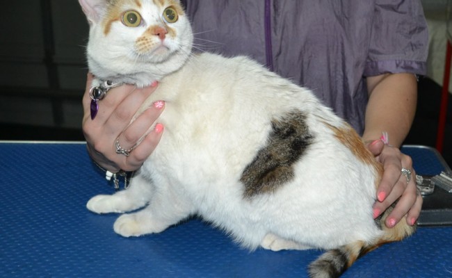 Lilly is a Short Hair Domestic. She had her matted fur shaved down, nails clipped and ears clean.