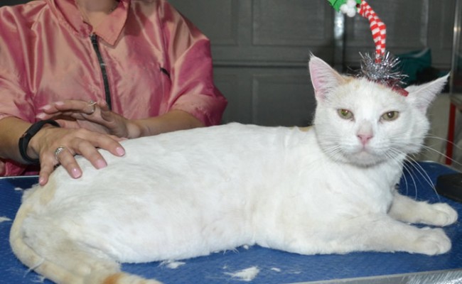 Tippy is a Short hair domestic. He had his fur shaved down, nails clipped, ears cleaned.