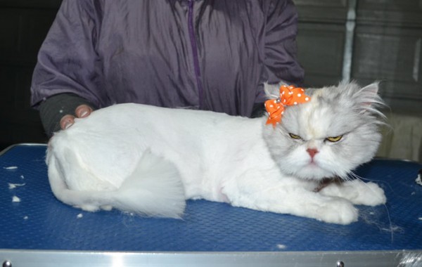 China is a Persian. She had her matted fur shaved down, nails clipped, ears cleaned and a wash n blow-dry .