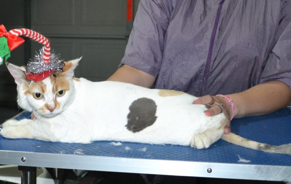 Lilly is a Short Hair Domestic. She had her matted fur shaved down, nails clipped and ears clean.