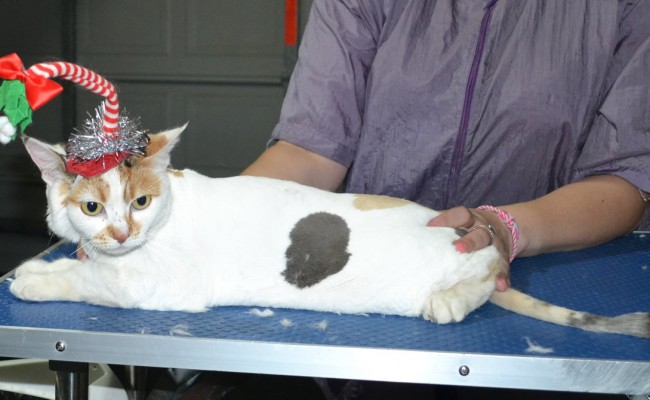 Lilly is a Short Hair Domestic. She had her matted fur shaved down, nails clipped and ears clean.