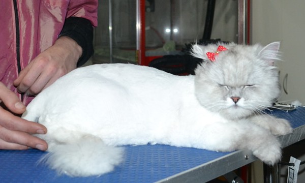 Lacey is a Chinchilla X Silken Rex. She had her matted fur shaved down,nails clipped, ears cleaned.