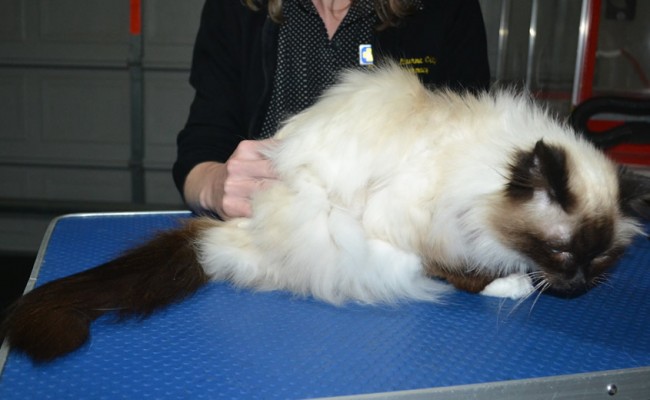 Sassco is a Burman. She had her matted fur shaved down, nails clipped, ears cleaned.