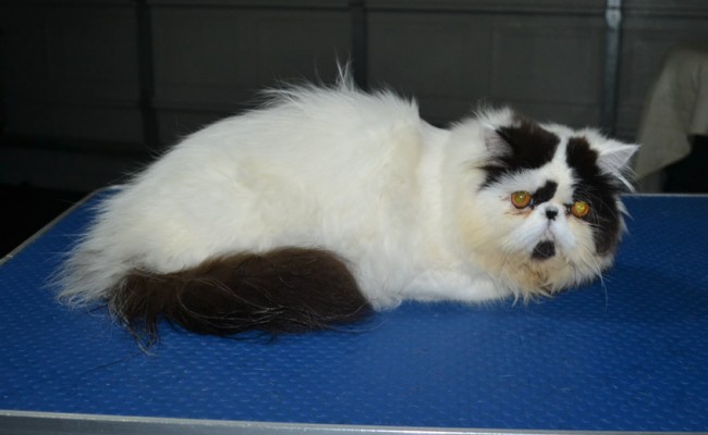 Mc Dreamy is a Persian. He had his fur shaved down shirt, nails clipped and ears n eyes cleaned.