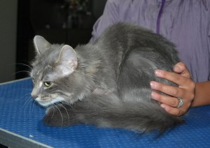 Ousha is a Long Hair Domestic. She had her fur shaved down, nails clipped and ears clean and a wash n blow dry.