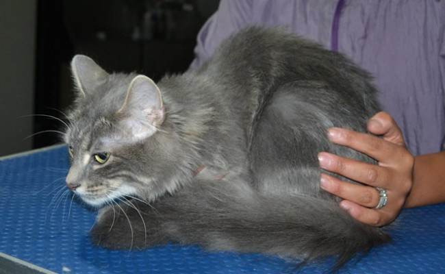 Ousha is a Long Hair Domestic. She had her fur shaved down, nails clipped and ears clean and a wash n blow dry.