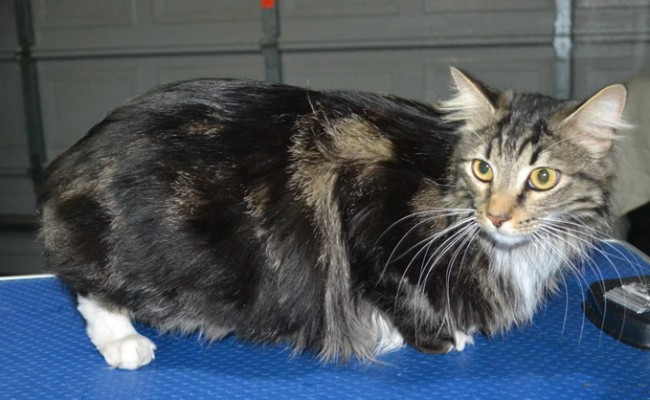 Nakita is a Long Hair Tabby. She had her fur shaved down ,nails clipped, ears cleaned.