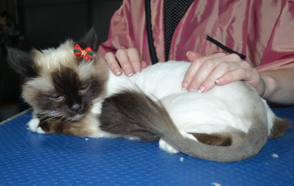 Sassco is a Burman. She had her matted fur shaved down, nails clipped, ears cleaned.