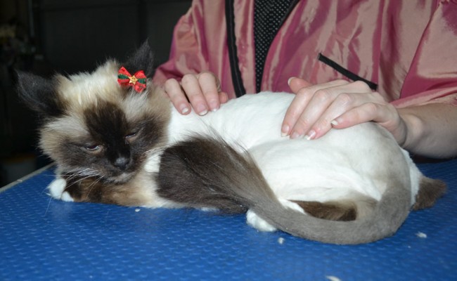 Sassco is a Burman. She had her matted fur shaved down, nails clipped, ears cleaned.
