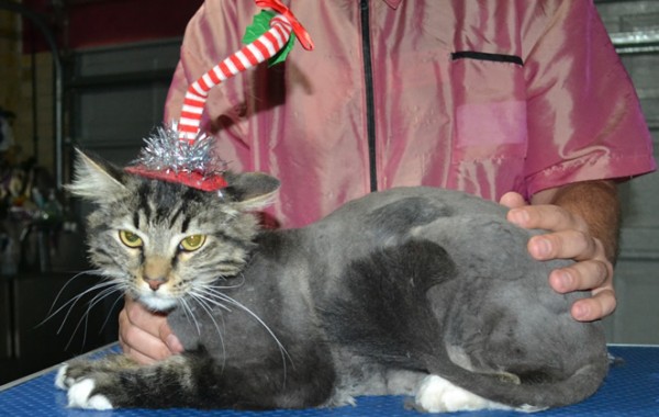 Nakita is a Long Hair Tabby. She had her fur shaved down ,nails clipped, ears cleaned.
