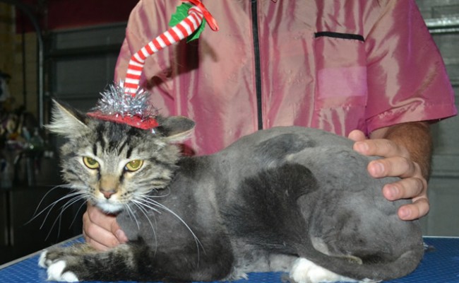 Nakita is a Long Hair Tabby. She had her fur shaved down ,nails clipped, ears cleaned.