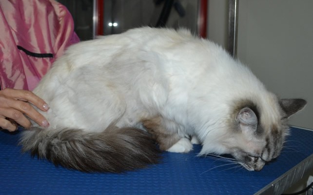 Melody is a Ragdoll. She had her fur shaved down, nails clipped, ears cleaned.