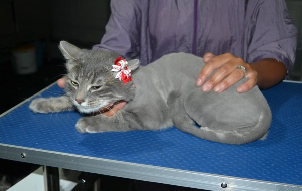 Ousha is a Long Hair Domestic. She had her fur shaved down, nails clipped and ears clean and a wash n blow dry.