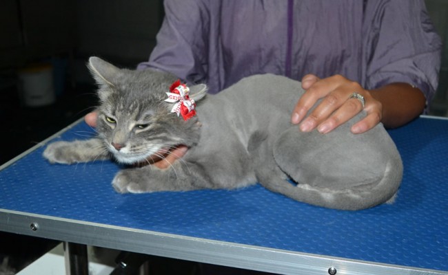 Ousha is a Long Hair Domestic. She had her fur shaved down, nails clipped and ears clean and a wash n blow dry.