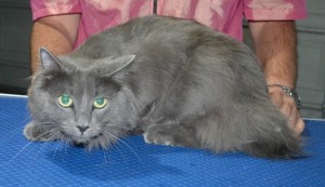 Shadow is a Long Hair Russian Blue. He had his fur shaved down ,nails clipped, ears cleaned.