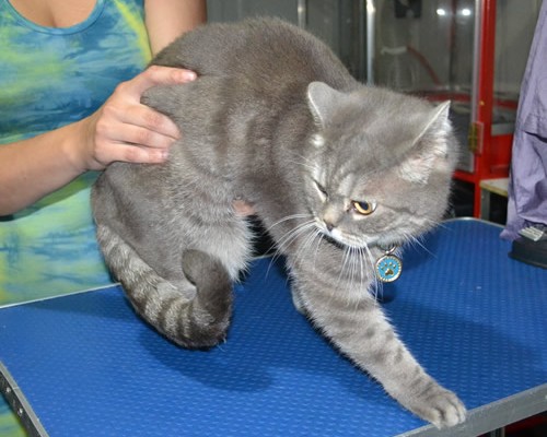 Byron is a British Short Hair. He had his fur shaved down, nails clipped and ears clean.