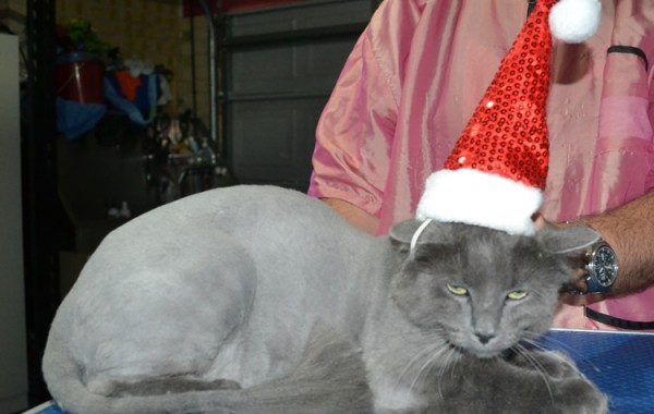 Shadow is a Long Hair Russian Blue. He had his fur shaved down ,nails clipped, ears cleaned.
