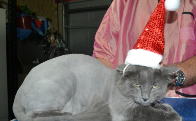 Shadow is a Long Hair Russian Blue. He had his fur shaved down ,nails clipped, ears cleaned.