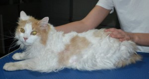 Chester is a Medium Hair Domestic. He had his matted fur shaved down, nails clipped ears cleaned.
