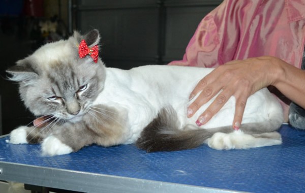 Melody is a Ragdoll. She had her fur shaved down, nails clipped, ears cleaned.
