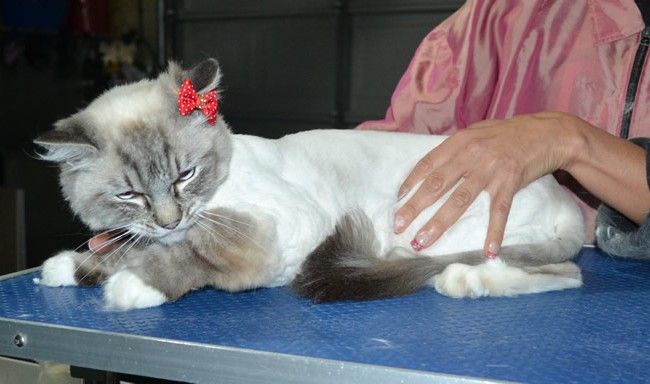 Melody is a Ragdoll. She had her fur shaved down, nails clipped, ears cleaned.