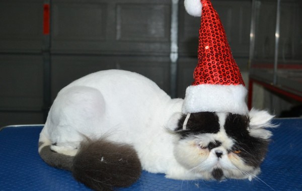 Mc Dreamy is a Persian. He had his fur shaved down shirt, nails clipped and ears n eyes cleaned.
