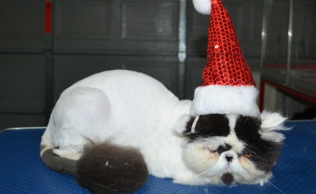 Mc Dreamy is a Persian. He had his fur shaved down shirt, nails clipped and ears n eyes cleaned.