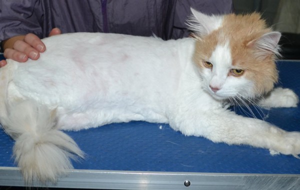 Chester is a Medium Hair Domestic. He had his matted fur shaved down, nails clipped ears cleaned.