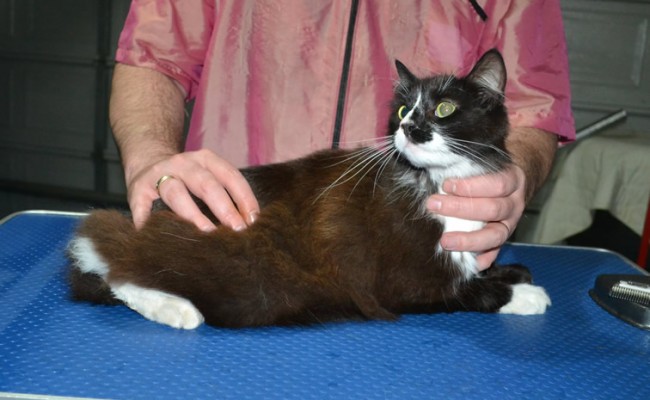 Albert is a Medium Hair Domestic. He had his fur shaved down short, nails clipped and ears cleaned.