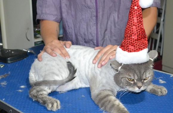 Byron is a British Short Hair. He had his fur shaved down, nails clipped and ears clean.