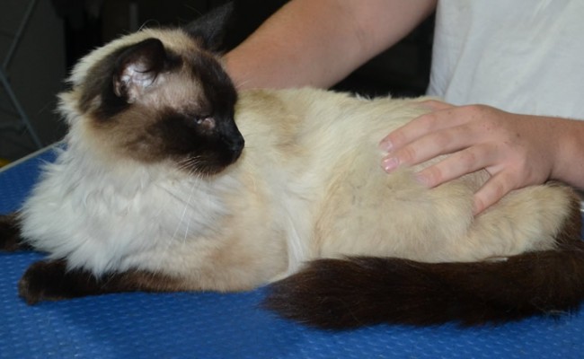 Simba is a Ragdoll. He had his fur shaved down, nails clipped ears cleaned.