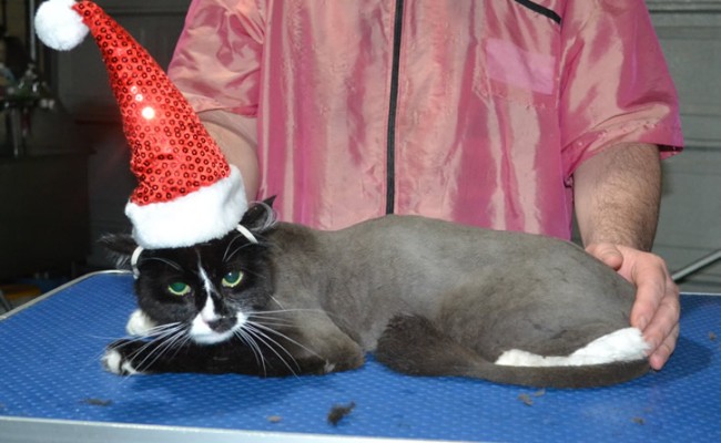 Albert is a Medium Hair Domestic. He had his fur shaved down short, nails clipped and ears cleaned.