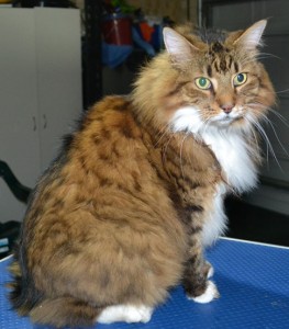 Che is a Maine coon X Domestic. She had her matted fur shaved down ,nails clipped, ears cleaned and a wash n blow dry and a full set of Softpaw nails caps.