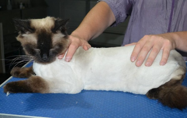 Simba is a Ragdoll. He had his fur shaved down, nails clipped ears cleaned.