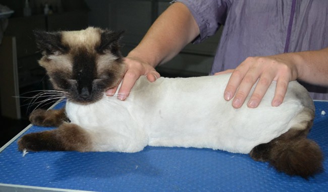 Simba is a Ragdoll. He had his fur shaved down, nails clipped ears cleaned.