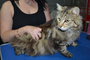 Kittles is a Long Hair Domestic. He had his matted fur shaved down short, nails clipped and ears cleaned.