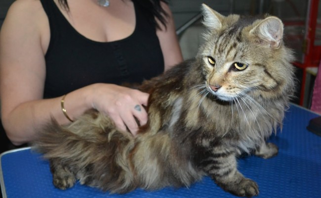 Kittles is a Long Hair Domestic. He had his matted fur shaved down short, nails clipped and ears cleaned.