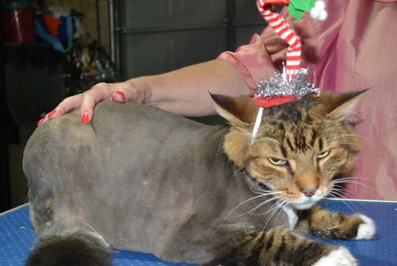 Che is a Maine coon X Domestic. She had her matted fur shaved down ,nails clipped, ears cleaned and a wash n blow dry and a full set of Softpaw nails caps.
